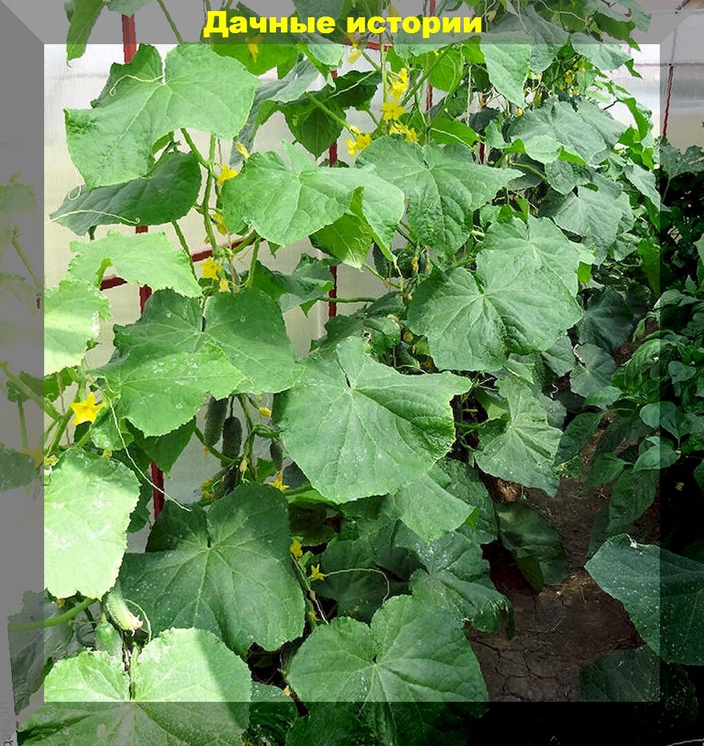 Загадки огуречного урожая: от горечи до кривизны