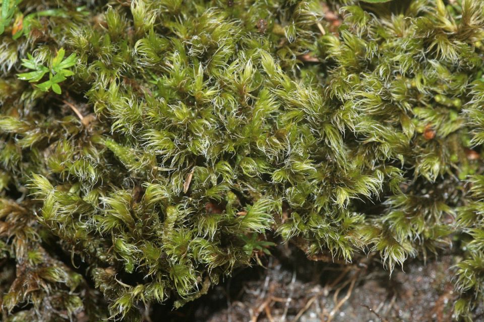 ��� ��� �������: ����� ��������� �� Racomitrium japonicum