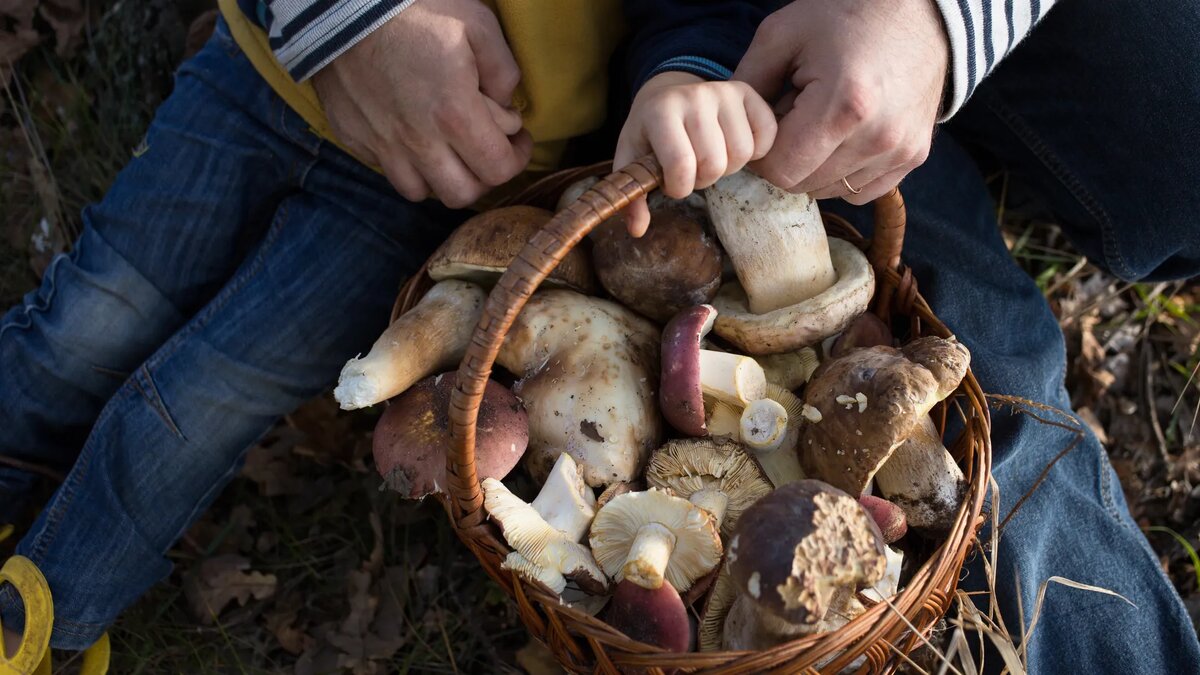 Грибные хитрости: Как быстро очистить урожай за три минуты