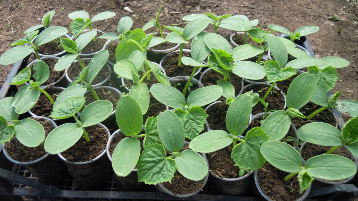 Огурцы, которые удивят урожаем: секреты успешного огорода