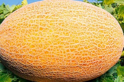 ���� ������: ��� �������� ��������� ������