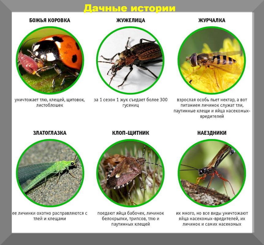 ��� �������� ������� �� ����: ����������� ������ � ������