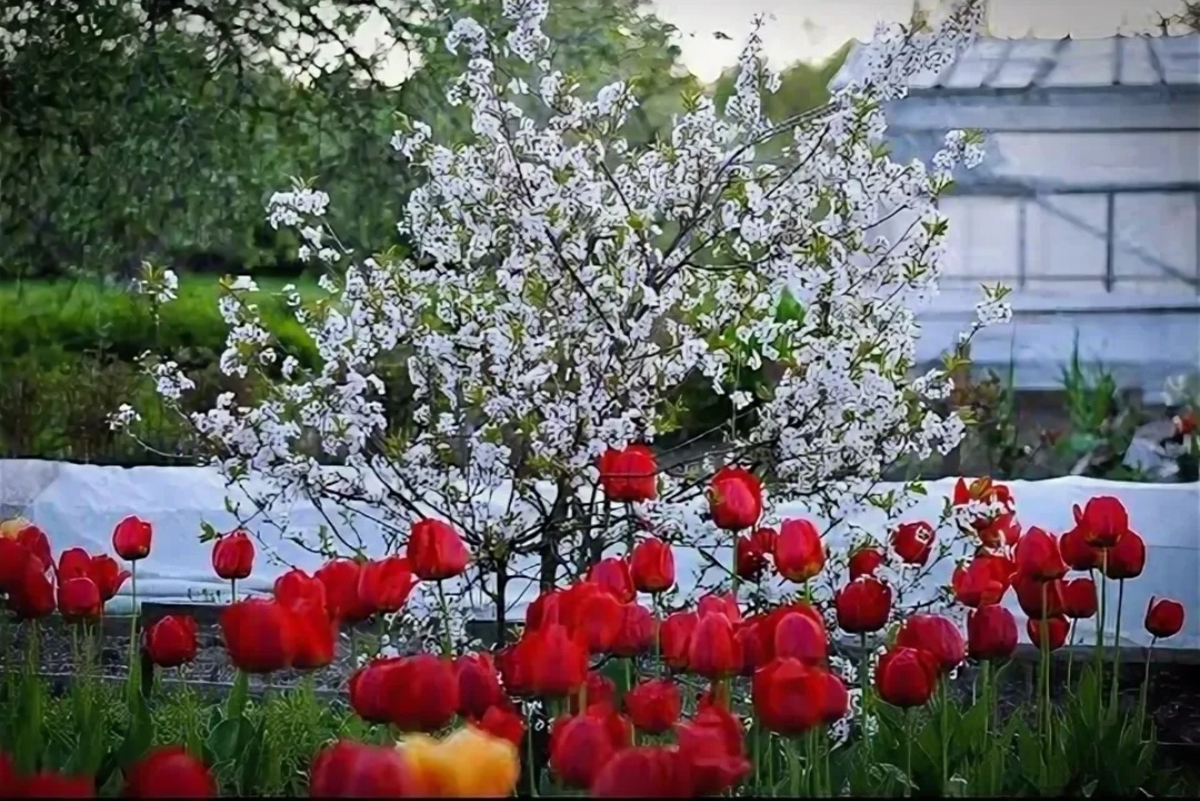 Снег на даче: воспоминания о советском времени и заботы дачников