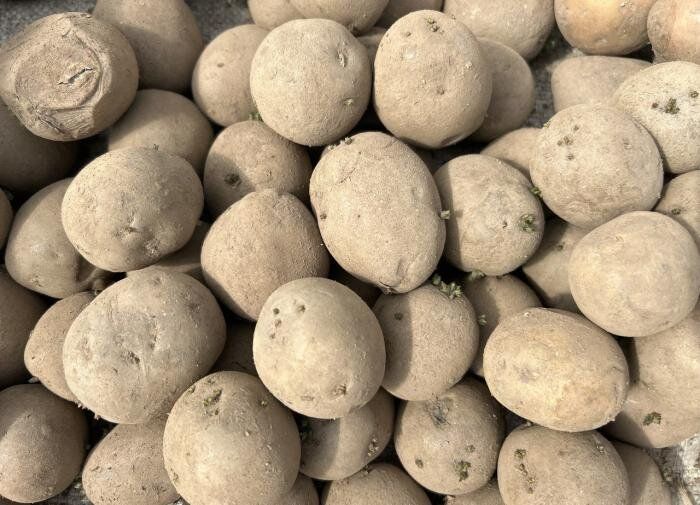 ��� ������������ ����������� ��������� � ������ ��� ����