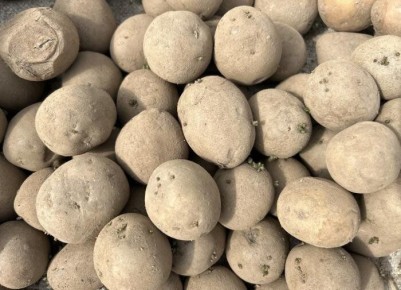 ��� ������������ ����������� ��������� � ������ ��� ����