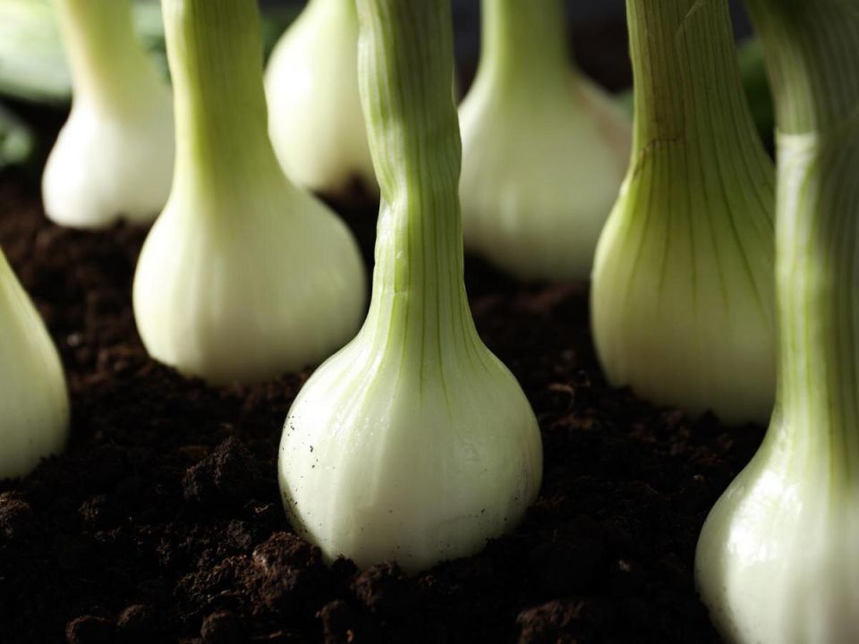 ��� �������� �������: ������� ��������� ����������� ����