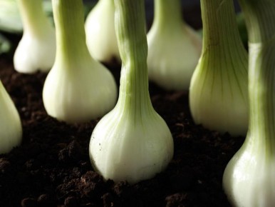 ��� �������� �������: ������� ��������� ����������� ����