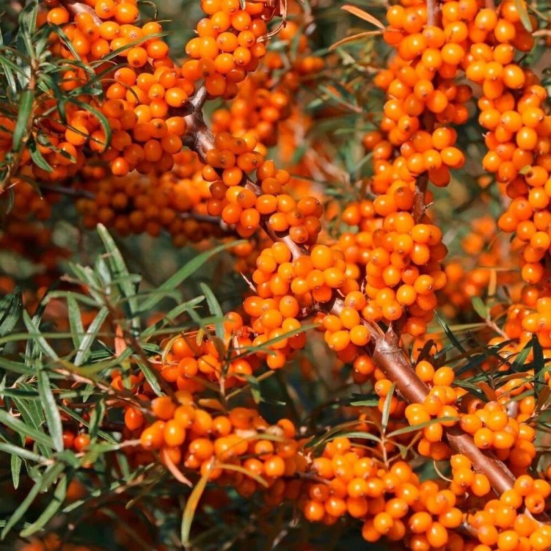 � ������ �������� ����� ���������� ���������: ��� ��� �������