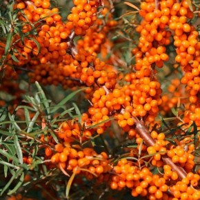 � ������ �������� ����� ���������� ���������: ��� ��� �������