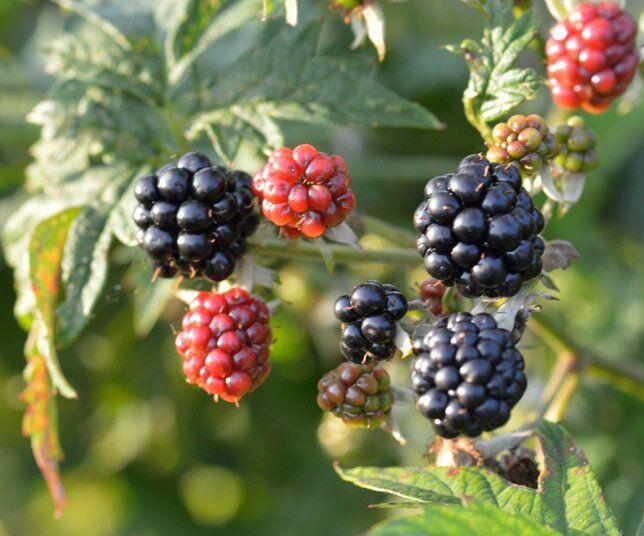 �������: ������� ��������� ����������� � ����� ������ ������