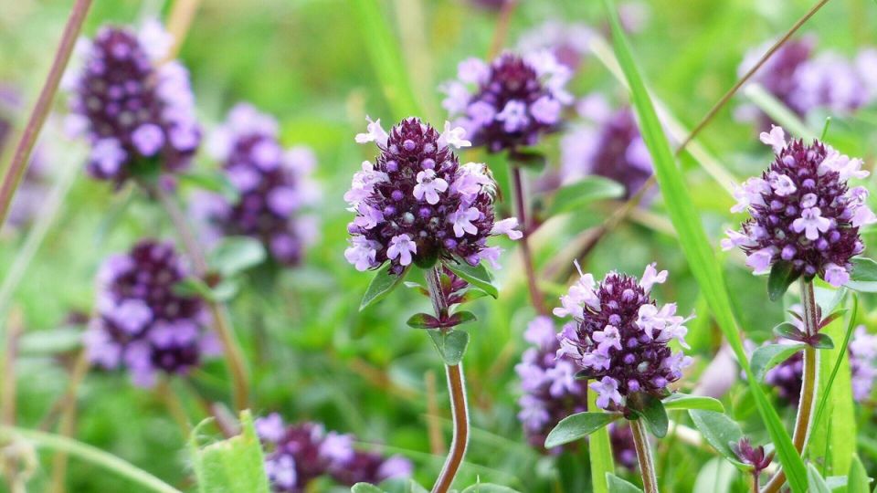 ��������� ������� ��������: ������� � ����������