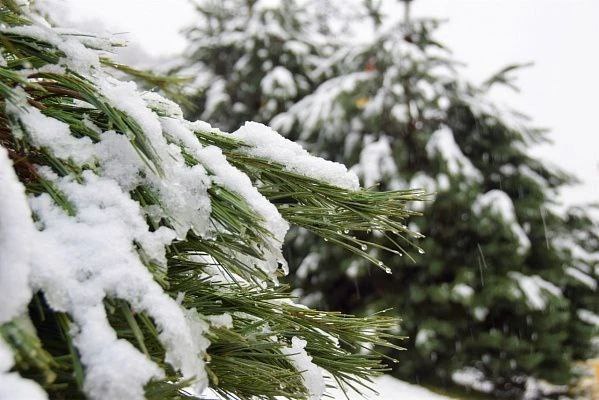 До конца суток в горах Сочи ожидается сильный снегопад