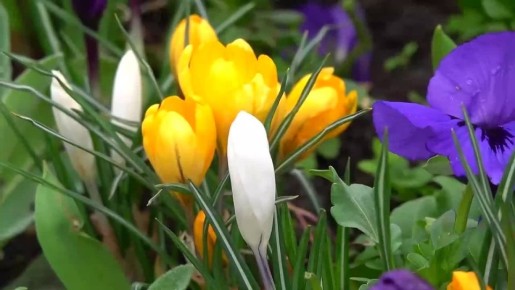 ������ ��������: ������� � ���� ����������� ��������� �����: ��������� ������, ������� ����������� �������� ������