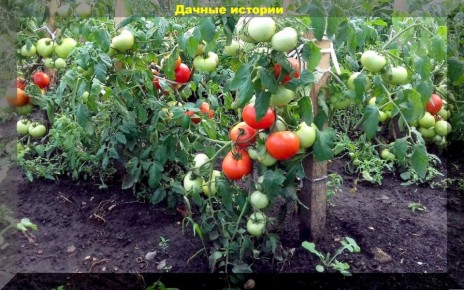 ������, ������� �� ��������: �������� ���������� � �������� � ���� �����