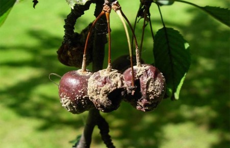 ��� �������� ����� �� ��������� ������: ������ � ������������