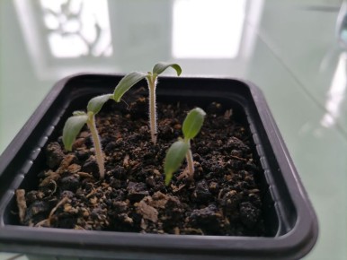 Оптимальные сроки посева томатов: практическое руководство для садоводов