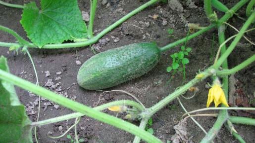 ������ �������� ������: ��� ������� ������ �������� �������