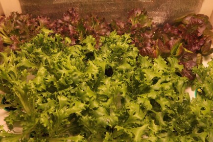 Экологичный огород: как вырастить салаты на гидропонике самостоятельно