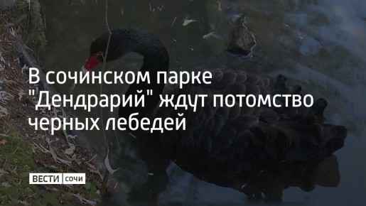 Для гнезд птицы выбрали заросли кустарников и небольшой островок в воде рядом с берегом