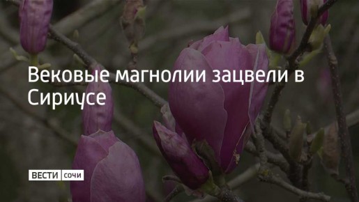 Увидеть богатейшую коллекцию различных сортов магнолии можно в дендропарке "Южные культуры"