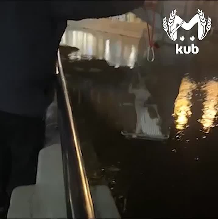 Добрая пушистая история о том, как сочинцы четыре часа спасали котёнка из реки