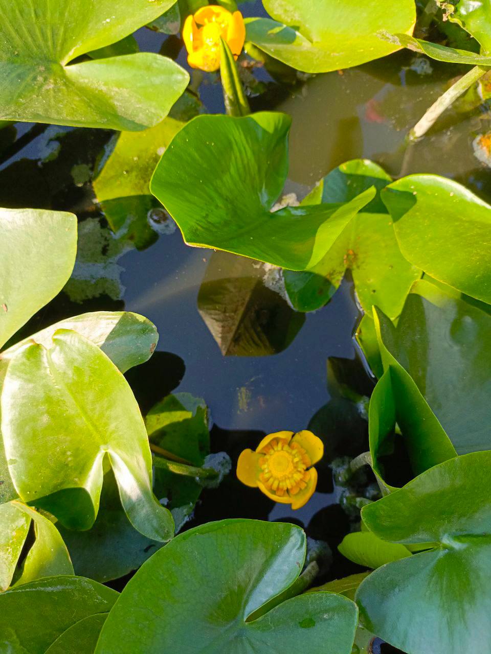 О погоде на 13 марта . В Краснодарском крае небольшая облачность О погоде на 13 марта . В Краснодарском крае небольшая облачность