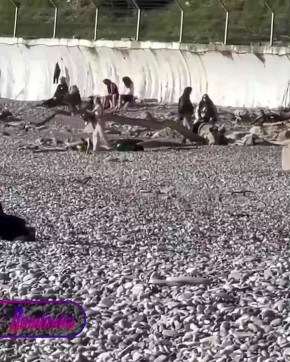 Курортный бизнес напрягся — в Сочи у детей появился свой бесплатный аттракцион