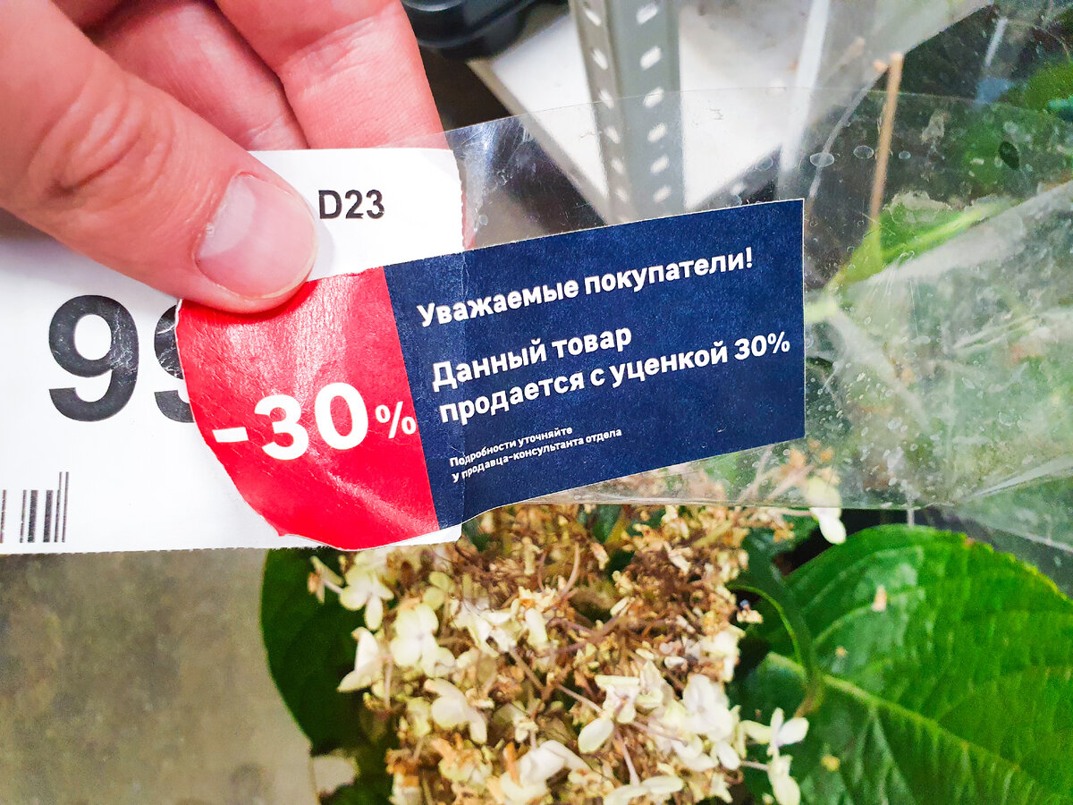 Праздничная распродажа растений: стоит ли тратить деньги?