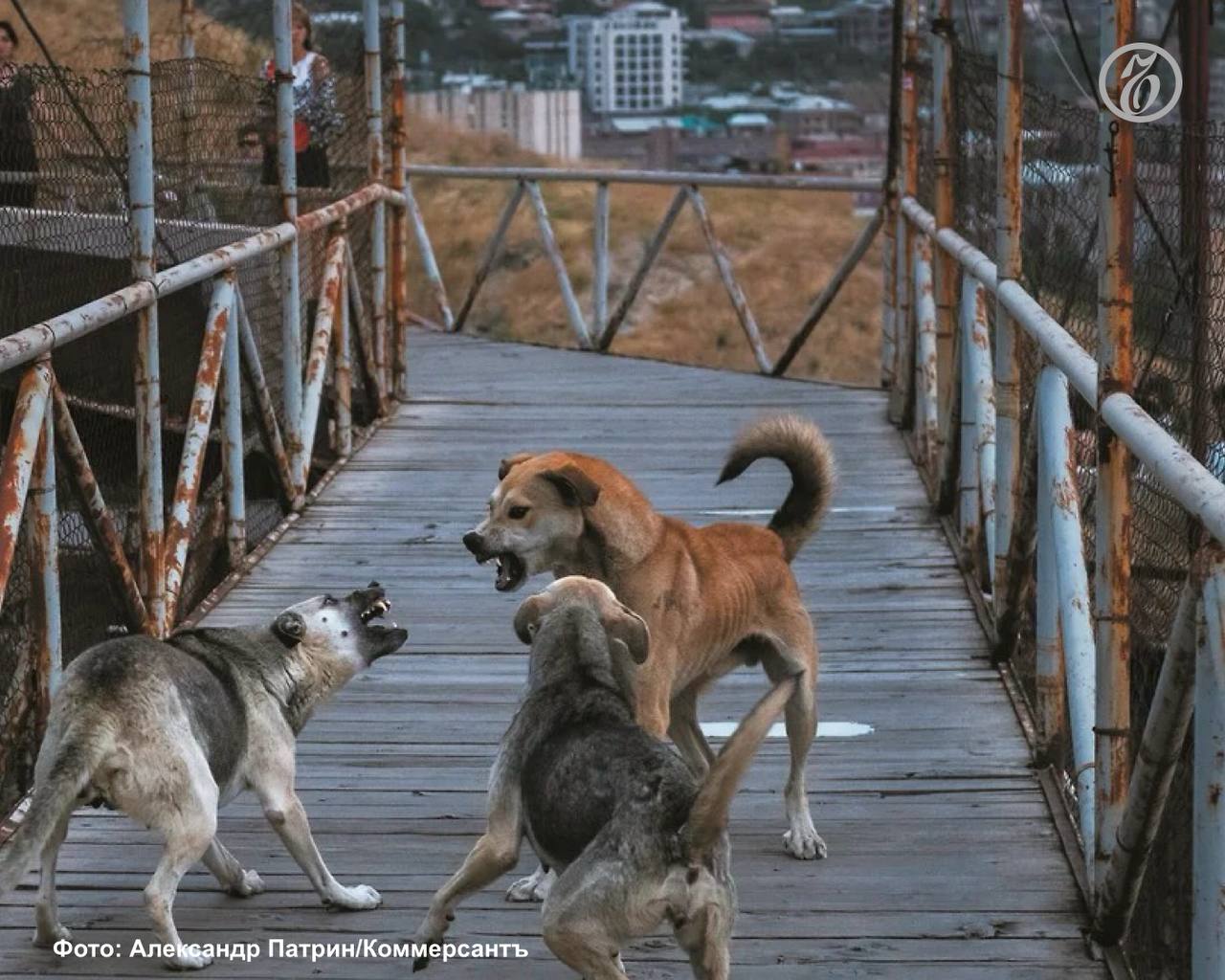 В Сочи с 16 по 22 марта пройдет плановое мероприятие по отлову безнадзорных собак