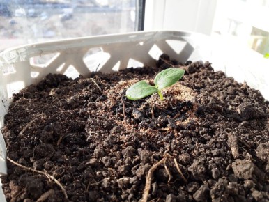 Инновационные методы для успешной рассады огурца: секреты раннего урожая