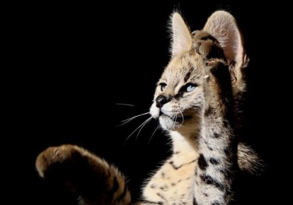 Женщина перекрасила сервала стоимостью более 1,3 млн рублей, чтобы незаконно перевезти его из Сочи в Мексику