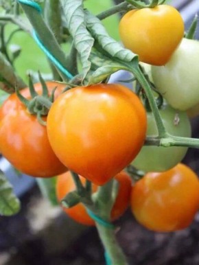 ����� ������� ������: ������� ����������� � ����� ����