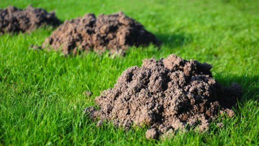 ��� ������������ ����� �� �������� �������� �� ����