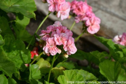 ��� ���������� � ������� � �������: ������ ��� �������� ��������