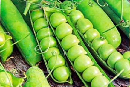 ����� ��������: ������� ��������� ����������� � ������� �������