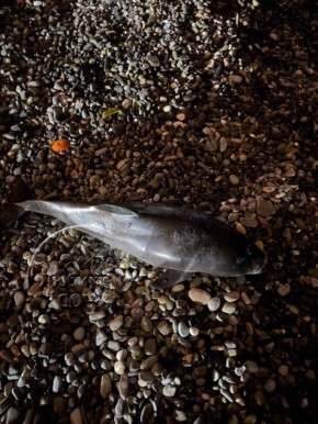 Сочинцы находят на побережье погибших дельфинов