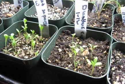 Как правильно вырастить рассаду гвоздики из семян