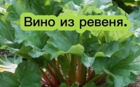 Как сделать домашнее вино из ревеня: пошаговый гид