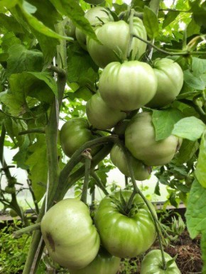 Как правильно подкармливать томаты в июле: советы для крепкого урожая