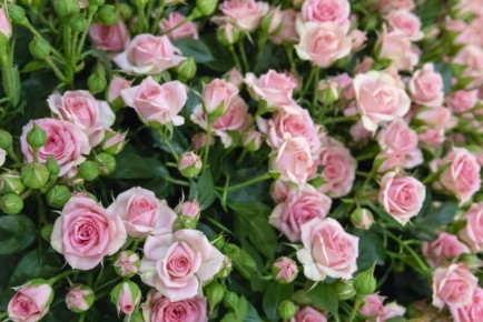 Как успешно размножать садовые розы осенью: секреты черенкования