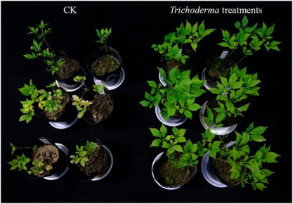 Триходерма: новый герой в борьбе с вредителями и болезнями растений