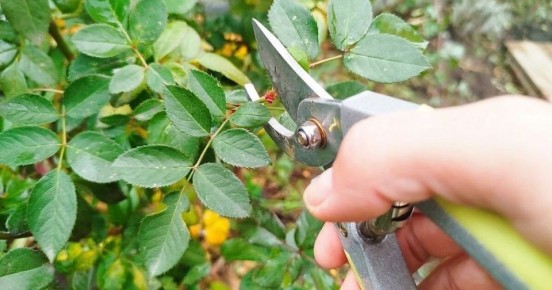 ������ ����� �������� ������ � ��� ����� �����