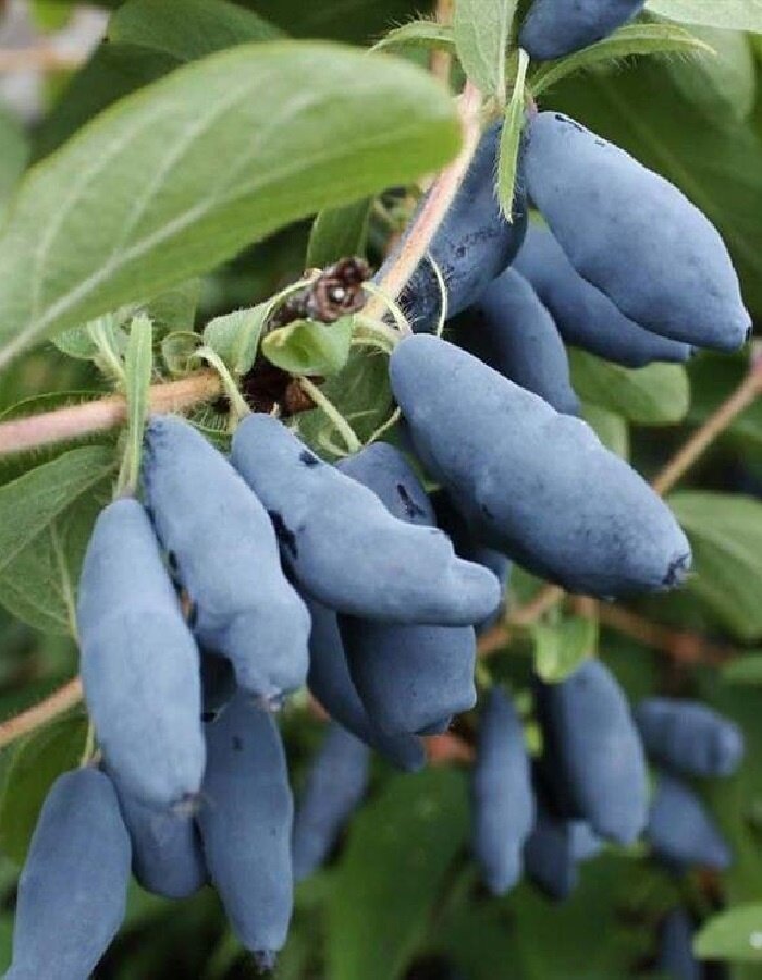 Где жимолость не прижится: советы по выбору места и условиям роста