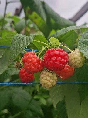 Первые ягодки малины уже поспели в сочинских теплицах!