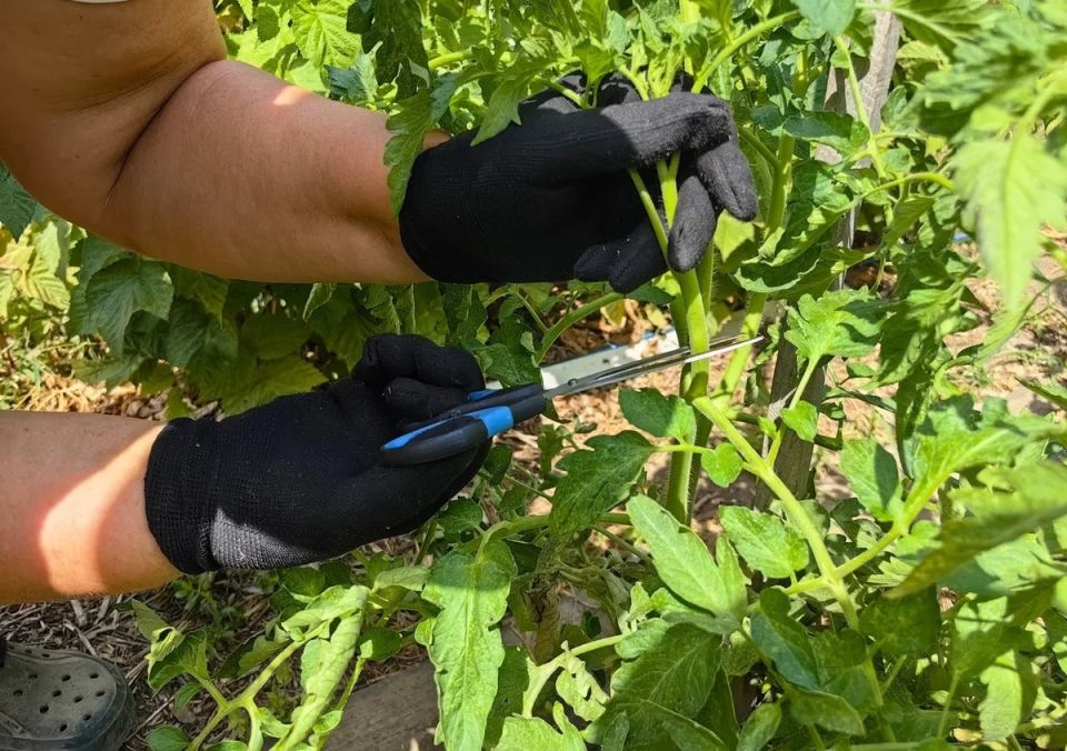 ��� ��������� ����������� ��������: ������ �� ������ � ��������