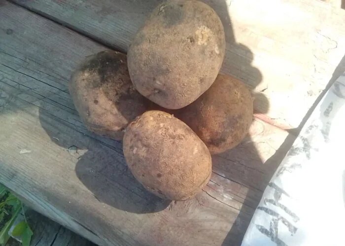 Картофель Диво: культура с обаянием высокой урожайности и фантастическим вкусом