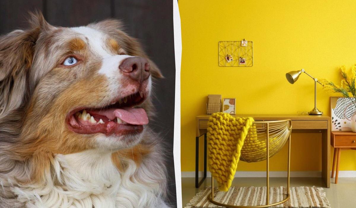 Почему цвет стен может влиять на поведение вашей собаки