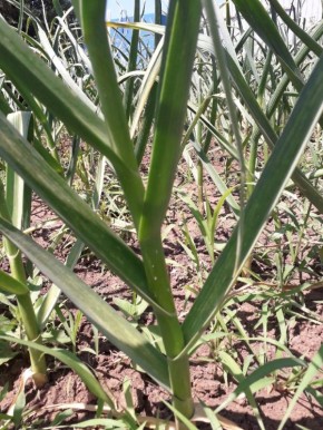 ����� ������ ���������� ������� ��������� �������