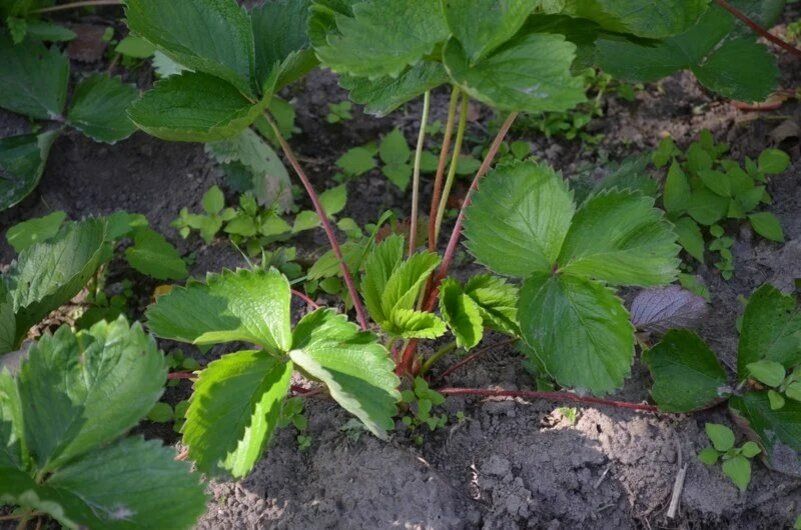 ��� ������� ������� �������� ������ �� ������