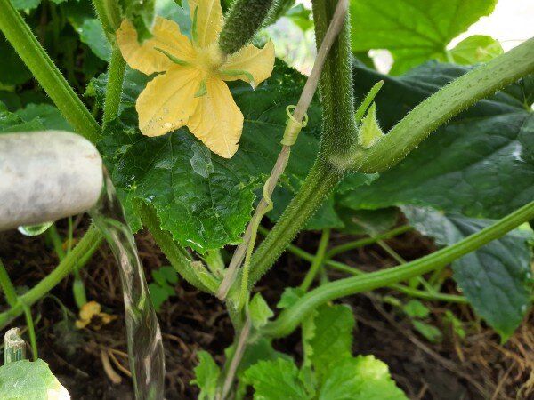 ��� �������� ����� ������ �������: ������� � ��������� �����